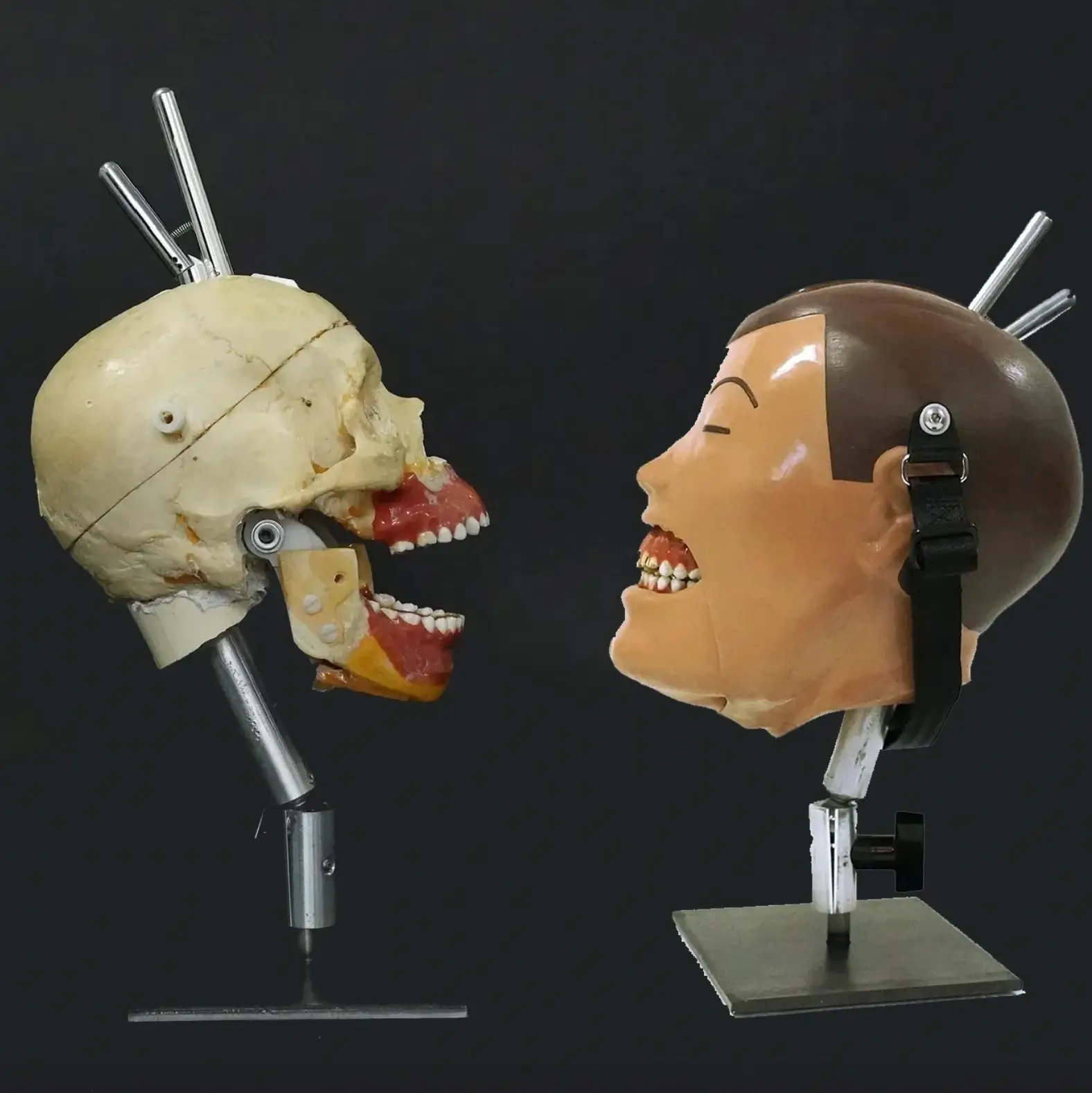 Skull and mannequin head on stands.